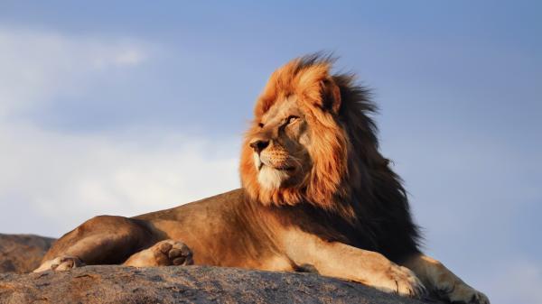 Free lion is sitting on rock with blue sky background hd lion wallpaper download