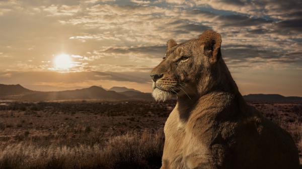 Free lion is sitting on side with cloudy sky and sunset background hd animals wallpaper download