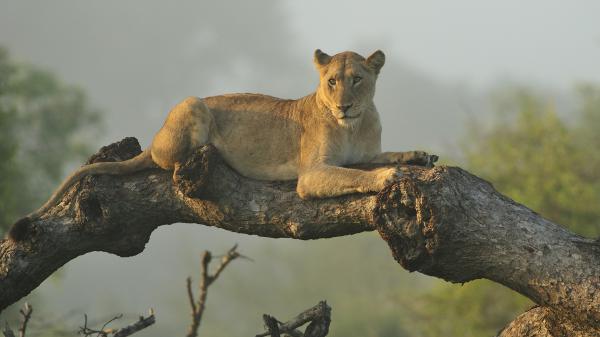 Free lion is sitting on tree branch hd lion wallpaper download