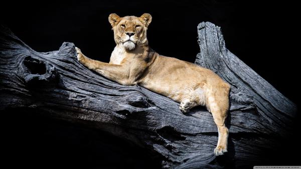 Free lion is sitting on wood with black background hd lion wallpaper download