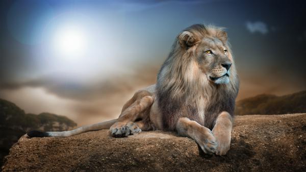 Free lion is sitting with background of blue sky and sun hd lion wallpaper download