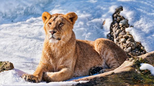 Free lion is sitting with background of white snow 4k hd lion wallpaper download