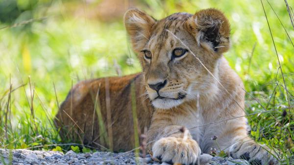 Free lion is sitting with shallow background of green plants hd animals wallpaper download