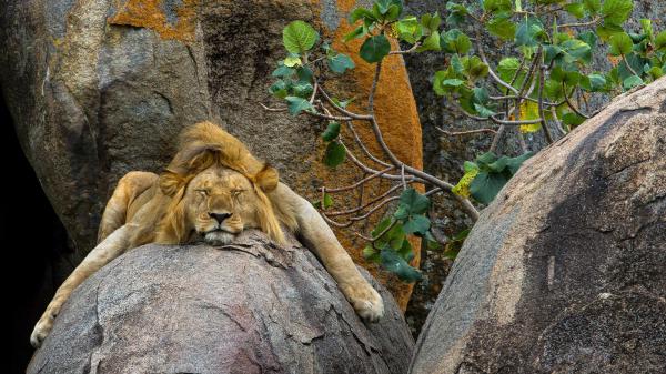 Free lion is sleeping on rock hd lion wallpaper download