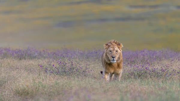 Free lion is standing on green field during daytime hd animals wallpaper download