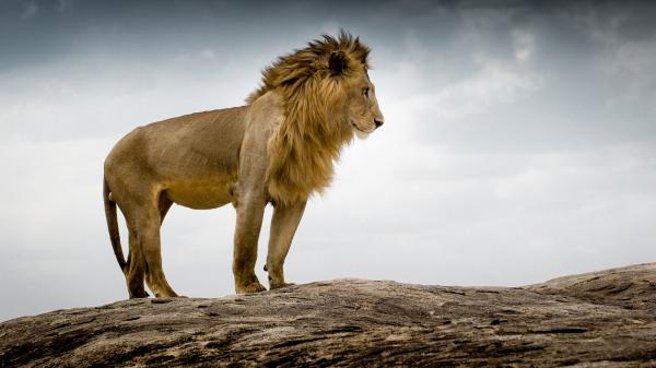 Free lion is standing on rock with cloudy sky background hd lion wallpaper download