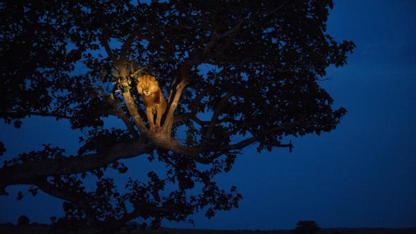 Free lion is standing on tree with blue sky background hd lion wallpaper download