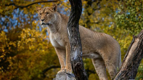 Free lion is standing on wood with trees background hd lion wallpaper download