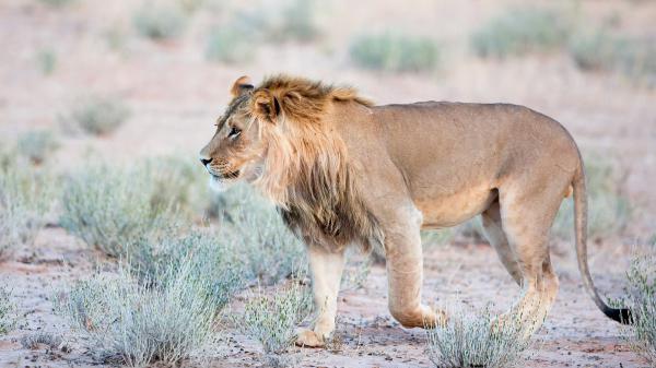 Free lion is walking on forest landscape hd animals wallpaper download