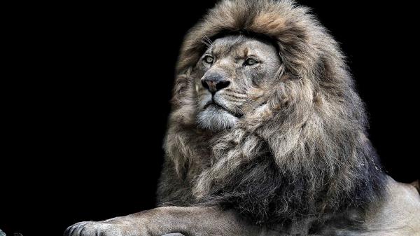 Free lion on closeup with black background hd lion wallpaper download