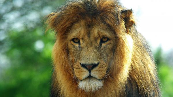 Free lion on closeup with shallow background of tree hd lion wallpaper download