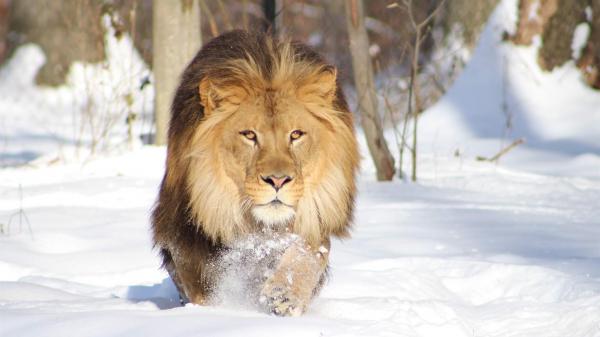 Free lion on snow covered landscape hd lion wallpaper download