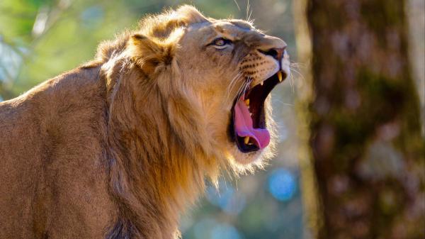 Free lion oper mouth 4k hd wallpaper download