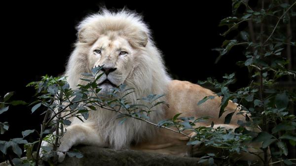 Free lion predator with black background hd lion wallpaper download