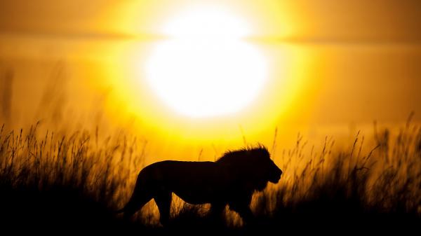 Free lion silhouette with sunset background hd lion wallpaper download