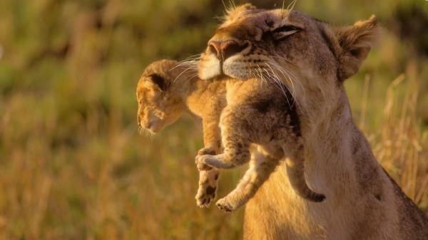 Free lion take a cub by mouth hd lion wallpaper download