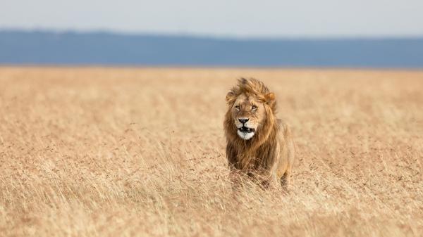 Free lion wildlife predator 4k 5k hd lion wallpaper download