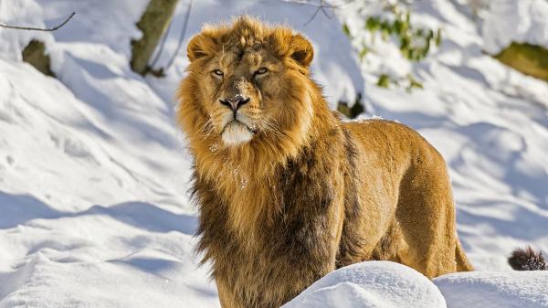 Free lion with background of snow hd lion wallpaper download