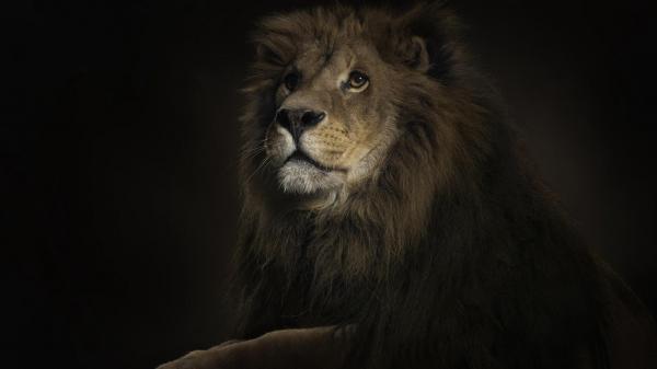 Free lion with black background hd lion wallpaper download