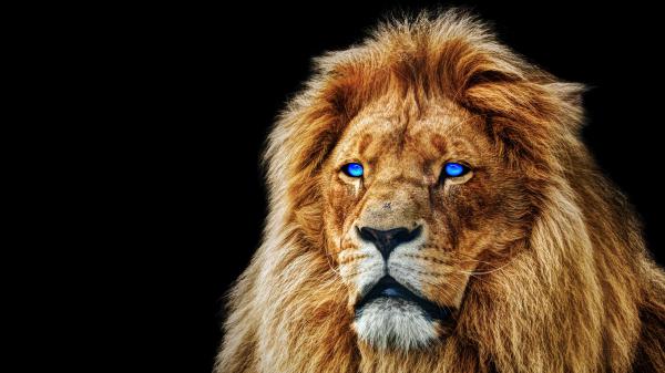 Free lion with blue eyes in black background hd lion wallpaper download