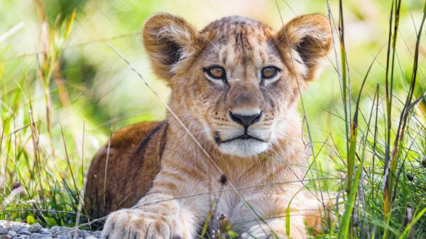 Free lion with brown eyes 4k hd animals wallpaper download