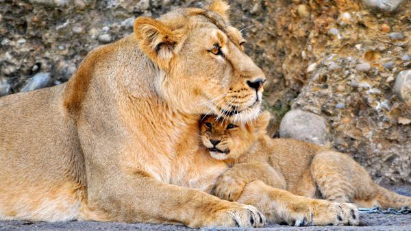 Free lion with cub lion hd lion wallpaper download