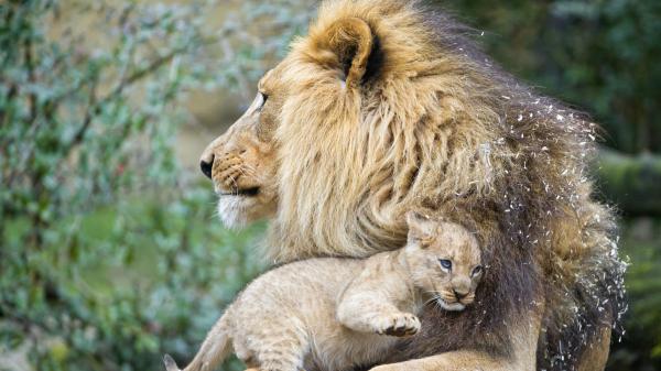 Free lion with cub lion in blur background of trees hd lion wallpaper download