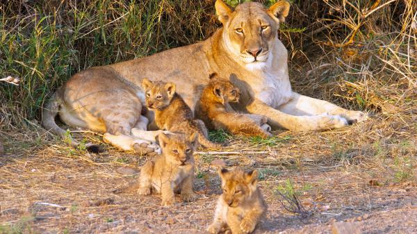 Free lion with cub lions 4k 5k hd lion wallpaper download