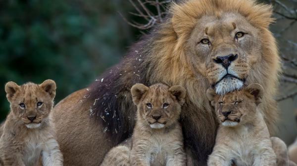 Free lion with cubs hd lion wallpaper download