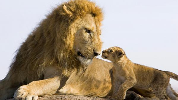 Free lion with cute cub lion hd lion wallpaper download