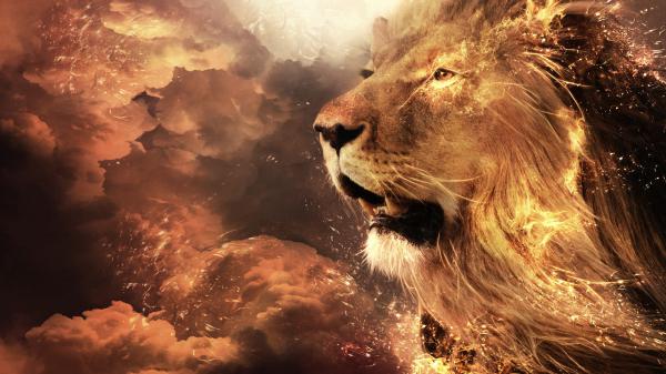 Free lion with fire hd lion wallpaper download