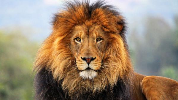 Free lion with shallow background hd lion wallpaper download