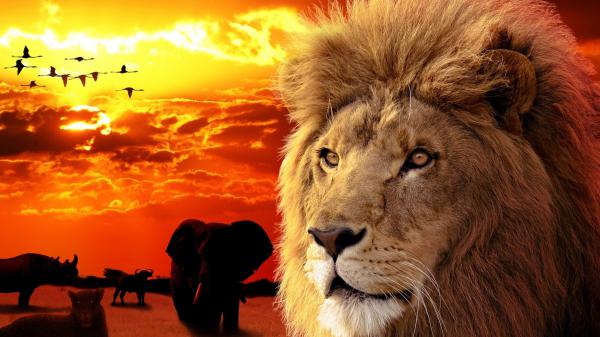 Free lion with side background of elephant cheetah and sunset sky with birds hd lion wallpaper download