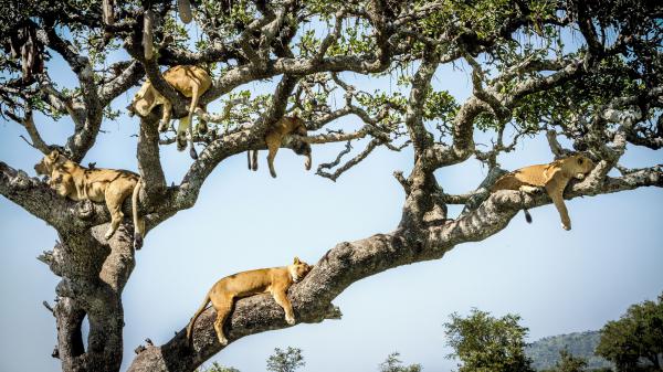 Free lions are sitting on tree 4k hd lion wallpaper download