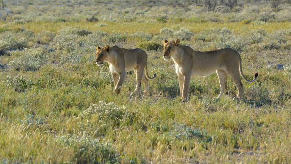 Free lions are standing on grass 4k hd lion wallpaper download