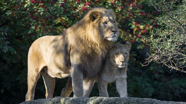 Free lions are standing on rock in background of trees with flowers 4k hd lion wallpaper download