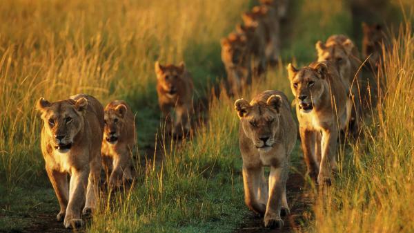 Free lions are walking on line between field hd lion wallpaper download