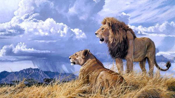 Free lions with background of clouds hd lion wallpaper download