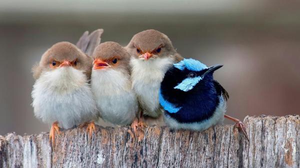 Free little birds together on wooden fence hd birds wallpaper download