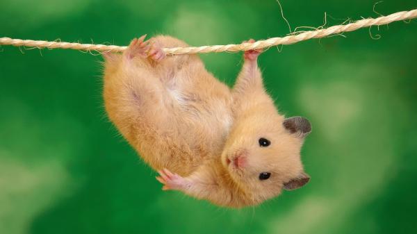 Free little brown rat is hanging from hemp rope in green background hd animals wallpaper download