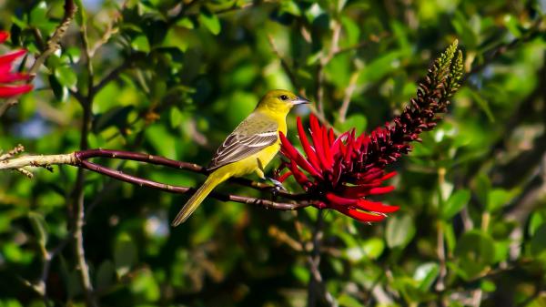 Free little green bird is sitting on tree stem near red erythrina flower hd animals wallpaper download