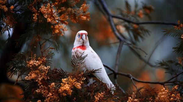 Free long billed corella parrot hd birds wallpaper download