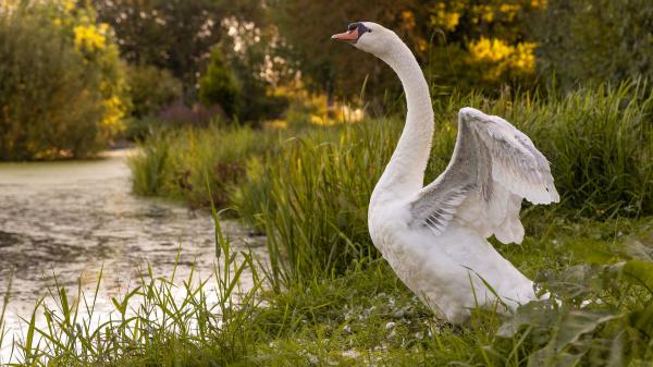 Free long neck white swan hd birds wallpaper download