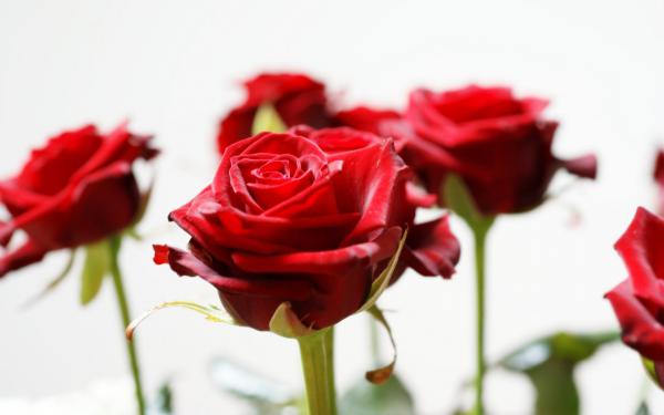 Free long stem red roses wallpaper download