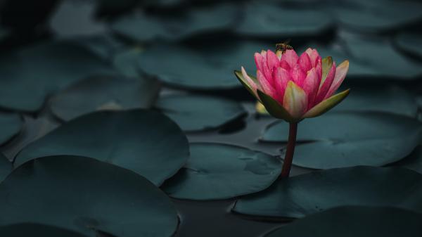 Free lotus bee water 4k 5k hd wallpaper download