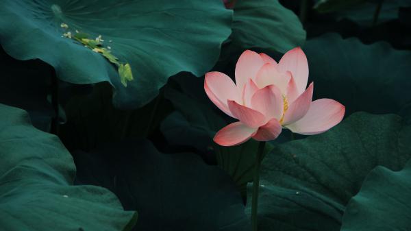 Free lotus bloom leaves pink 4k hd flowers wallpaper download