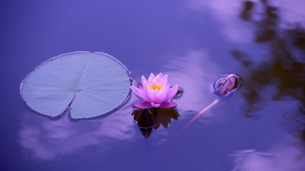 Free lotus flower 4k 5k hd wallpaper download