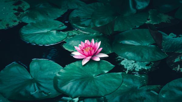 Free lotus flower in water 4k wallpaper download