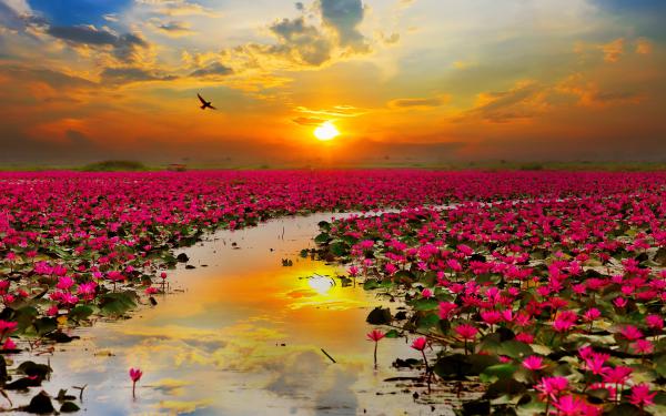 Free lotus flowers wallpaper download