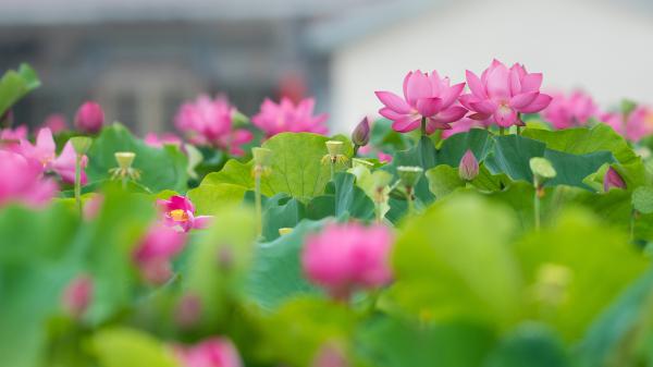 Free lotus flowers with leaves 4k 5k hd flowers wallpaper download